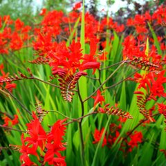 7250087_crocosmia_lucifer_01