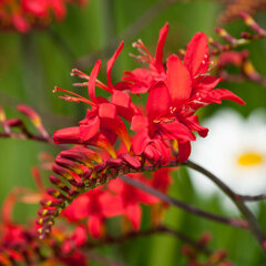 7250087_crocosmia_lucifer_02