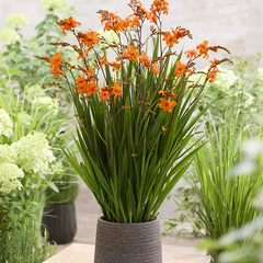 5254691_crocosmia_okavango_01