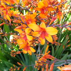 5254693_crocosmia_walbertons_bright_eyes_01