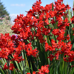 5254694_crocosmia_walbertons_miss_scarlet_01