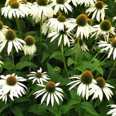 5210186_echinacea_alba_01