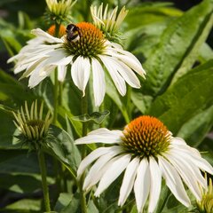 5210186_echinacea_alba_02