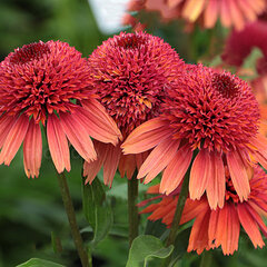 7243069_echinacea_carrot_cake_01