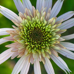 7251097_echinacea_cherry_fluff_10