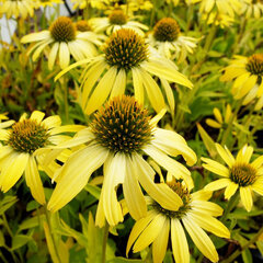 8223634_echinacea_cleopatra_01