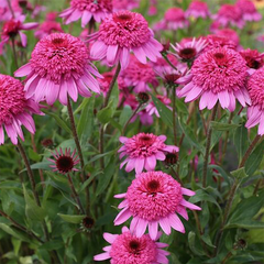 5254674_echinacea_delicious_strawberry_02