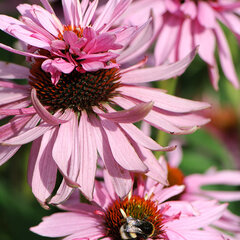 3251417_echinacea_doubledecker_01
