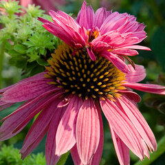 3251417_echinacea_doubledecker_02