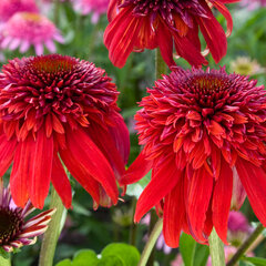 6240575_echinacea_eccentric_05