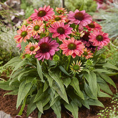 8243530_echinacea_evolution_colorific_01