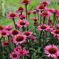 7251105_echinacea_fatal_attraction_03