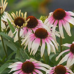 3210490_echinacea_fountain_pink_eye_01