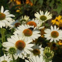 8221125_echinacea_innocent_meadow_mama_01
