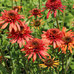 5251654_echinacea_irresistible_01
