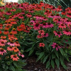 5251600_echinacea_lakota_red_01