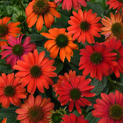 5251600_echinacea_lakota_red_04