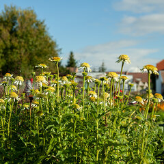 8221098_echinacea_milkshake_01