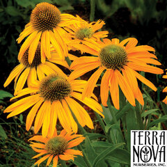 9250183_echinacea_now_cheesier_01