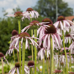 7250010_echinacea_pallida_02