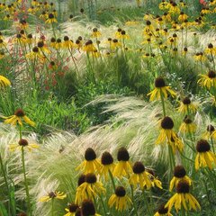 9240013_echinacea_paradoxa_01