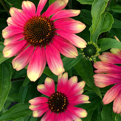 6254668_echinacea_pink_lemonade_01