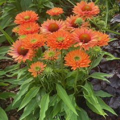 5254670_echinacea_pumpkin_pie_02
