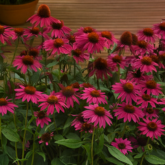 6254672_echinacea_sunseekers_purple_towers_01