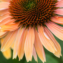 9221915_echinacea_rainbow_apricot_01