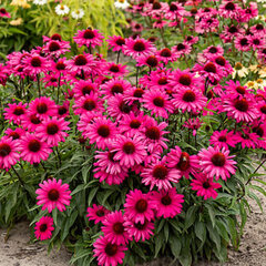 6244345_echinacea_sensation_wild_romance_03