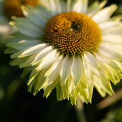 6252866_echinacea_sunseekers_apple_green_01