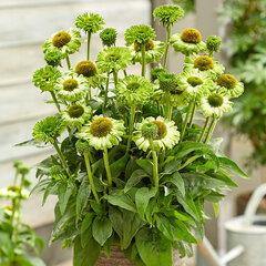 6252866_echinacea_sunseekers_apple_green_06
