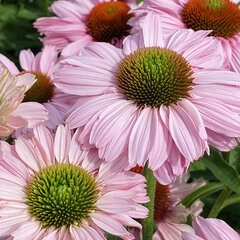 5253900_echinacea_sunseekers_blush_02