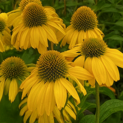 6254669_echinacea_sunseekers_citrus_01