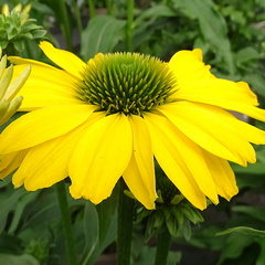 6254669_echinacea_sunseekers_citrus_02