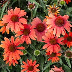 5251637_echinacea_sunseekers_coral_04