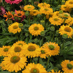6253902_echinacea_sunseekers_golden_sun_01