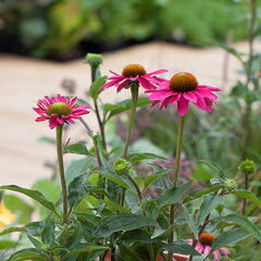 6251035_echinacea_sunseekers_magenta_01