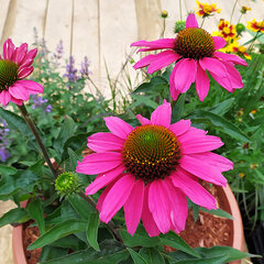 6251035_echinacea_sunseekers_magenta_02