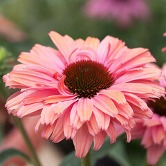 3251656_echinacea_sunseekers_rainbow_01