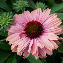 3251656_echinacea_sunseekers_rainbow_08
