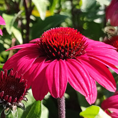 6251183_echinacea_sunseekers_red_03