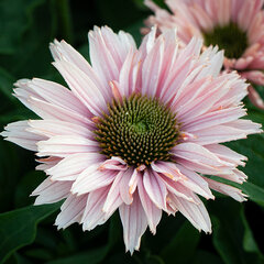 6250666_echinacea_sunseekers_salmon_01