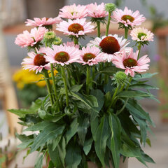 6250666_echinacea_sunseekers_salmon_07