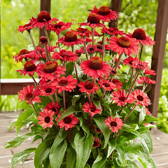 6254671_echinacea_sunseekers_scarlet_01