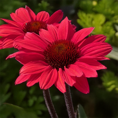 6254671_echinacea_sunseekers_scarlet_02