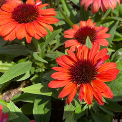 9233995_echinacea_sunseekers_tangerine_01
