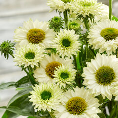 6252567_echinacea_sunseekers_white_perfection_01