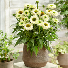 6252567_echinacea_sunseekers_white_perfection_04