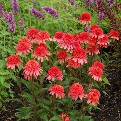 9250944_echinacea_supreme_flamingo_01